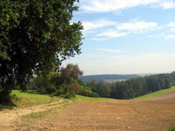 grosser baum